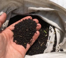 canola from Pakistan